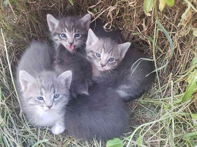 4 Kittens looking for new homes