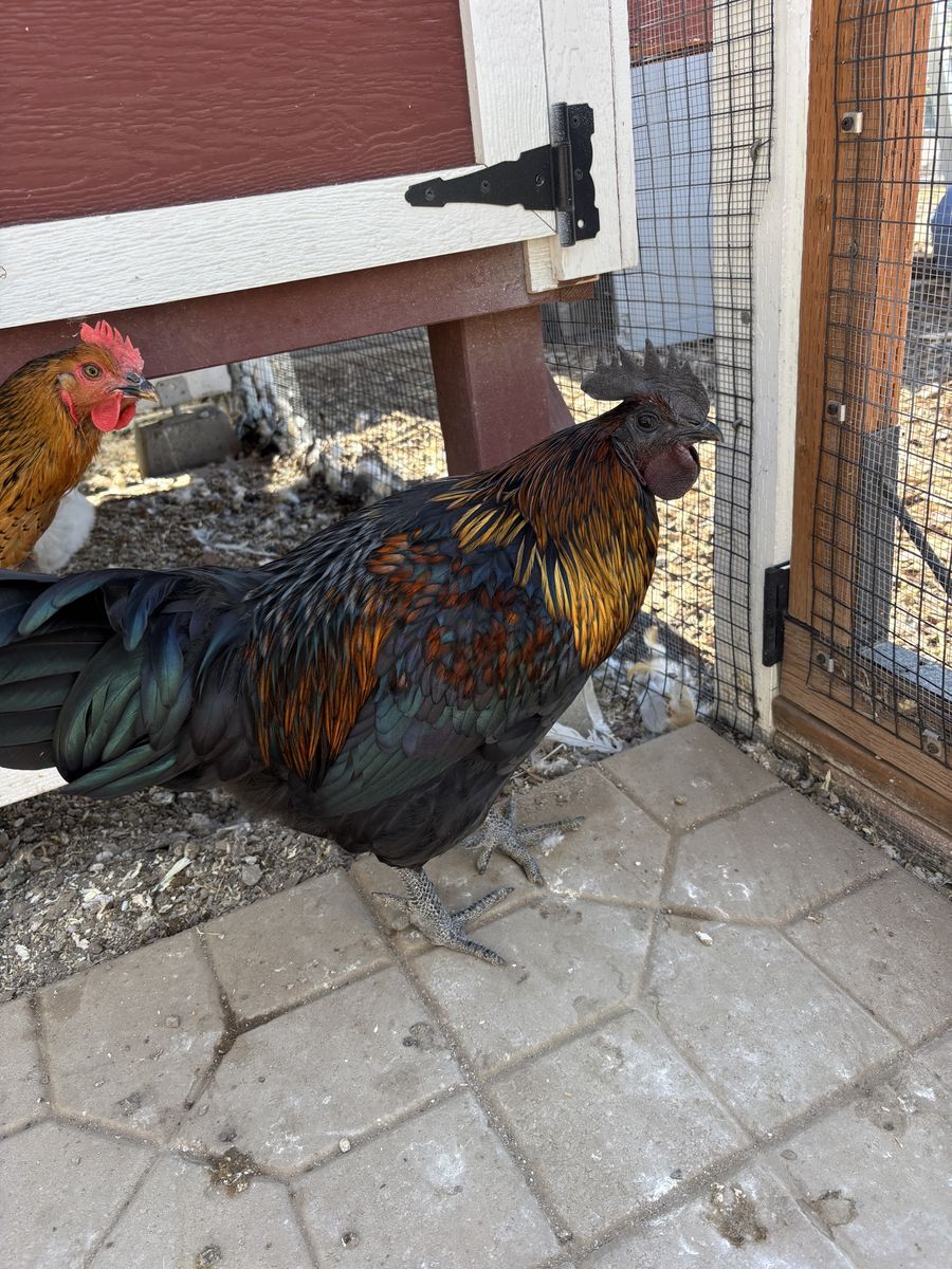 Free Mystic Onyx Rooster