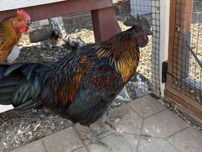 Free Mystic Onyx Rooster