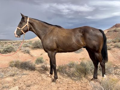 AQHA 5 year old Gelding