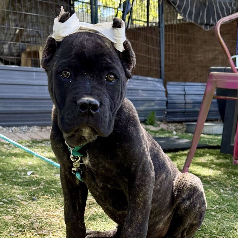 Akc 12wk Cane Corso Puppy