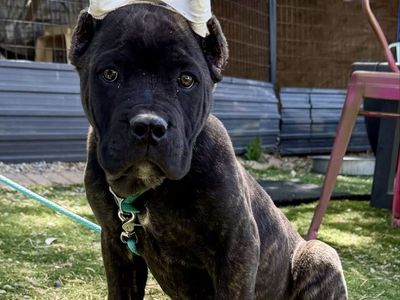 Akc 12wk Cane Corso Puppy