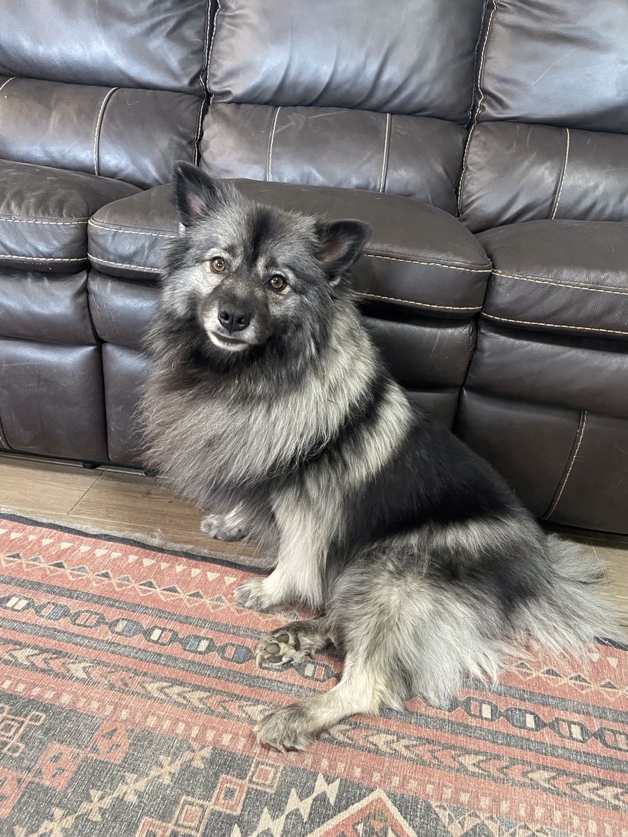 AKC Keeshond Female