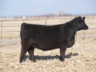 Fancy Registered Angus/SimAngus Heifers