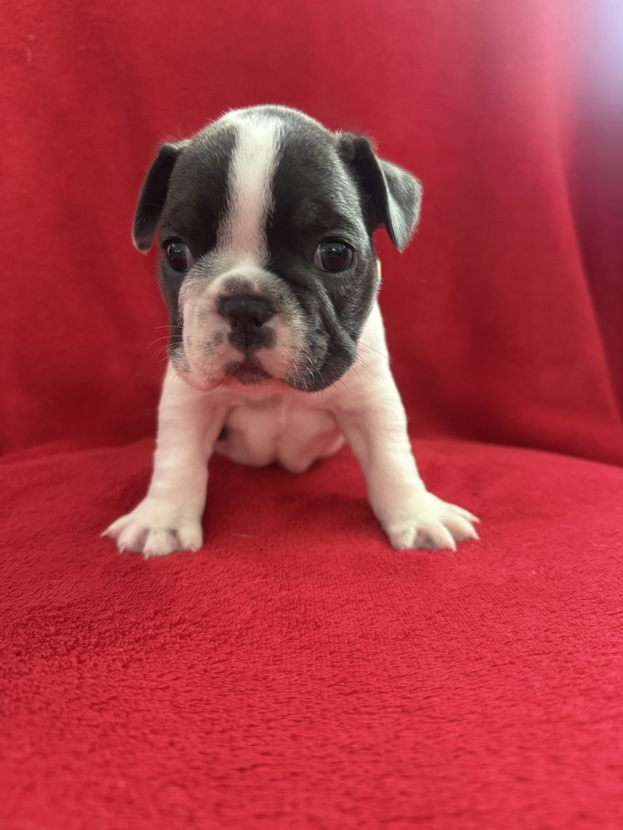 Adorable French Bulldogs,  All females looking for their forever home!!! Will be ready August 8th