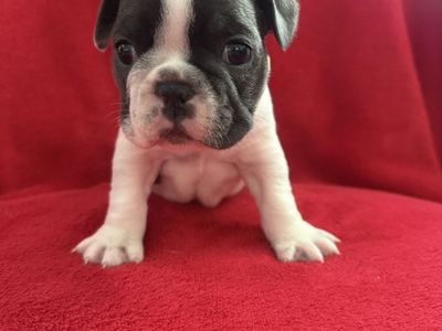 Adorable French Bulldogs, All females looking for their forever home!!! Will be ready August 8th
