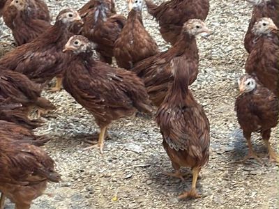 7 Week Old Rhode Island Reds!!!