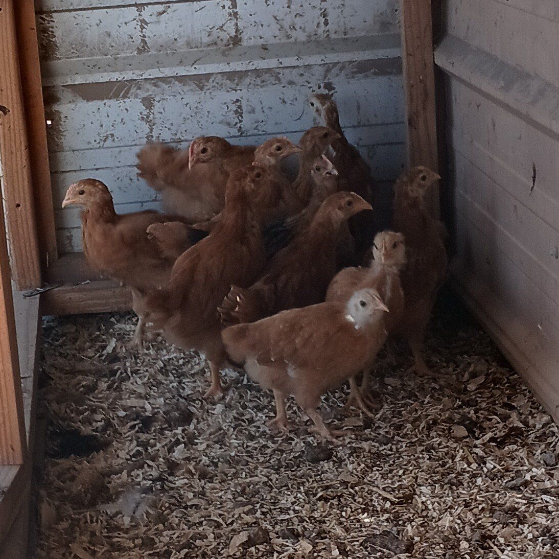 barnyard chicks 4 weeks old