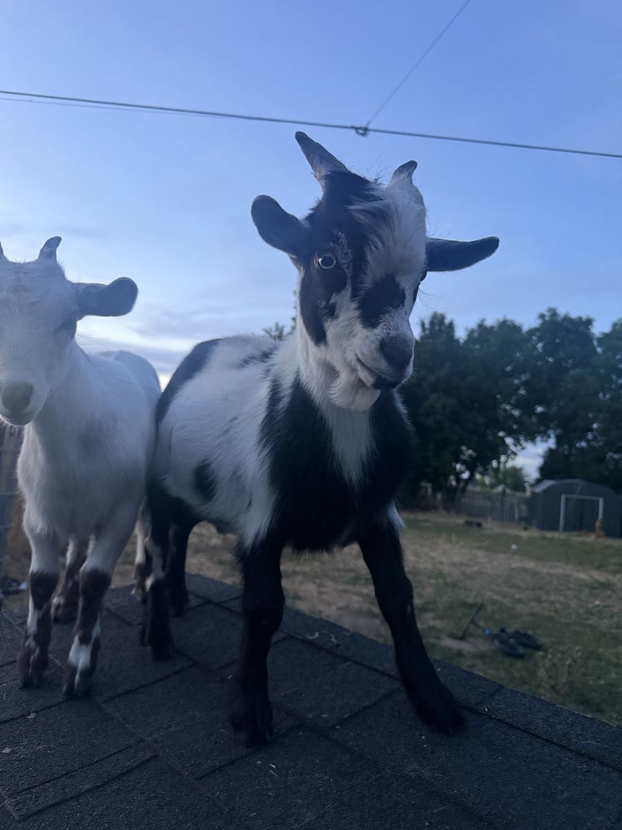 Nigerian dwarf goat