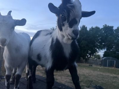 Nigerian dwarf goat