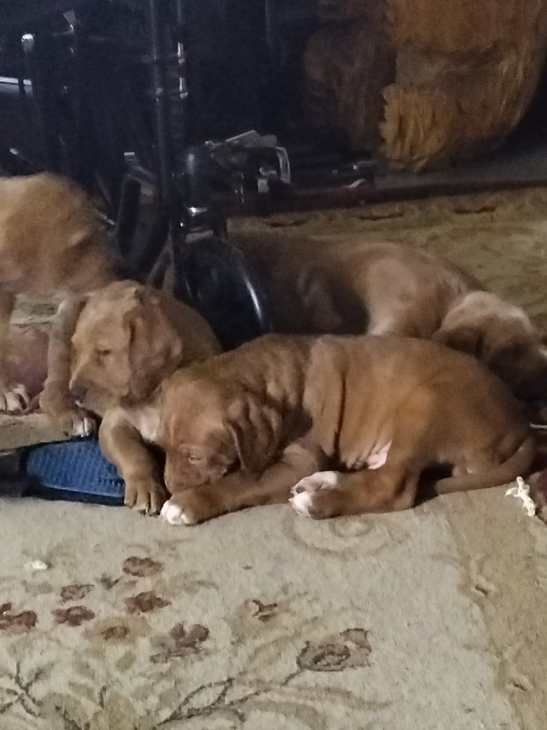 Adorable and loving golden lab mix puppies. Looking for Good Homes