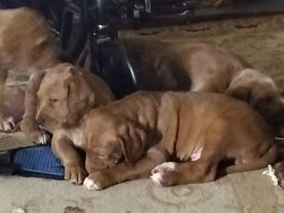 Adorable and loving golden lab mix puppies. Looking for Good Homes