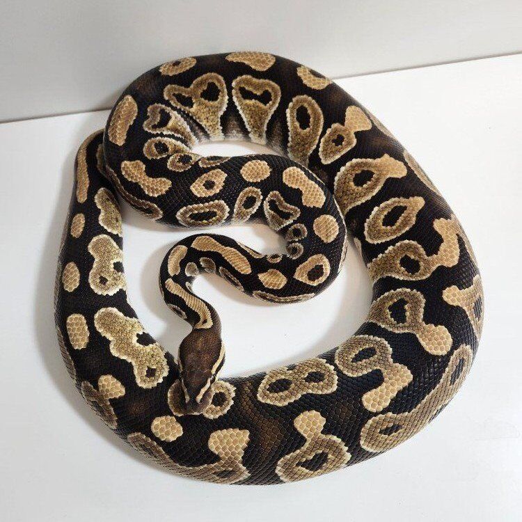 Male Vanilla Mocha Ball Python
