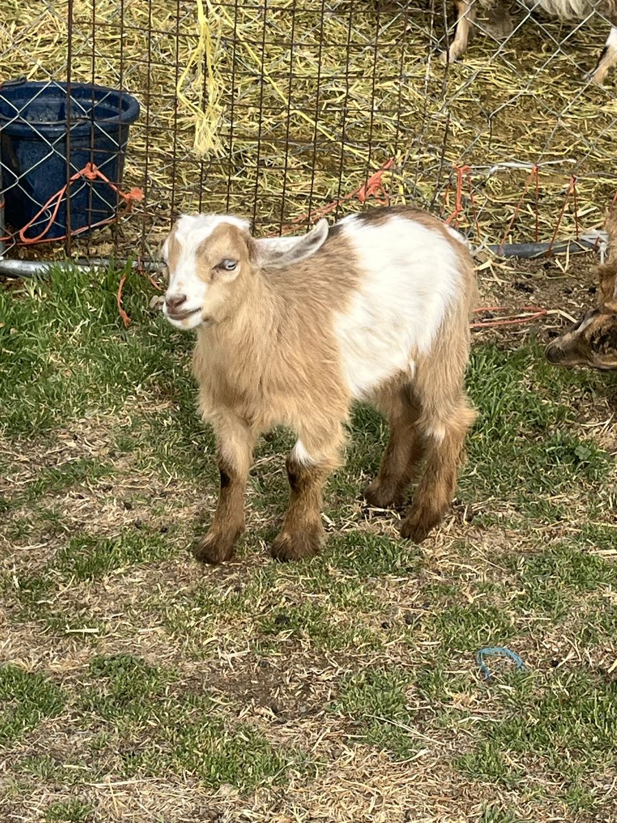 pygmy/ fainter baby goat