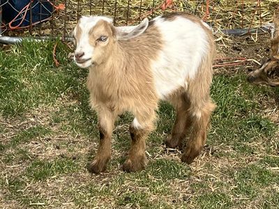 pygmy/ fainter baby goat
