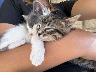 Kittens