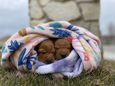 AKC Registered Red Fox Labrador Retriever Puppies