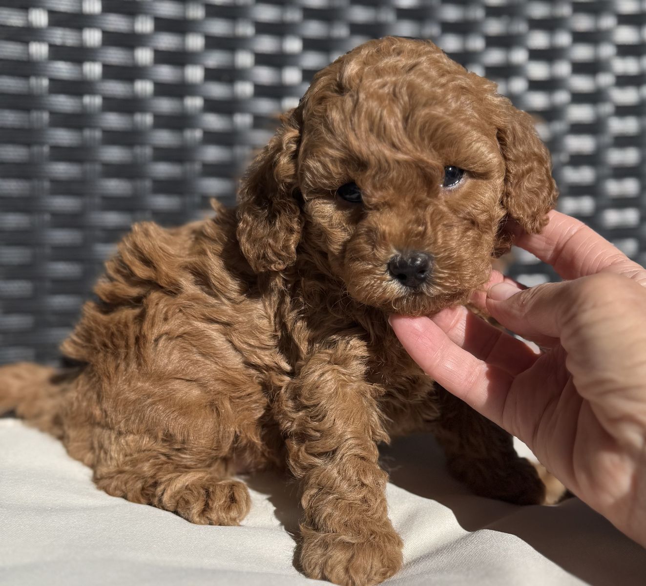 MIni Golden Doodle Puppies W/Champion Bloodlines