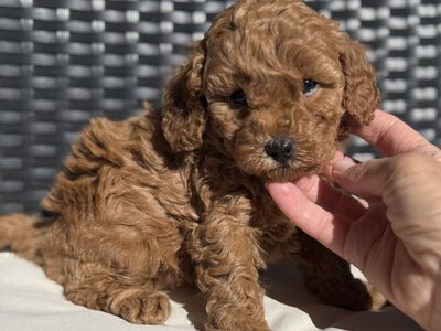 MIni Golden Doodle Puppies W/Champion Bloodlines