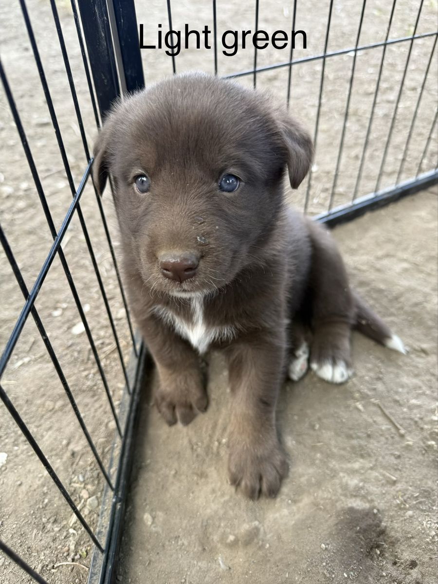 Chocolate Lab/ Husky Malamute mix puppies