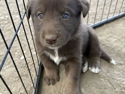 Chocolate Lab/ Husky Malamute mix puppies
