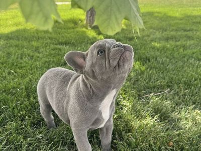 AKC French Bulldog Puppy Available Female Blue/lilac Frenchie