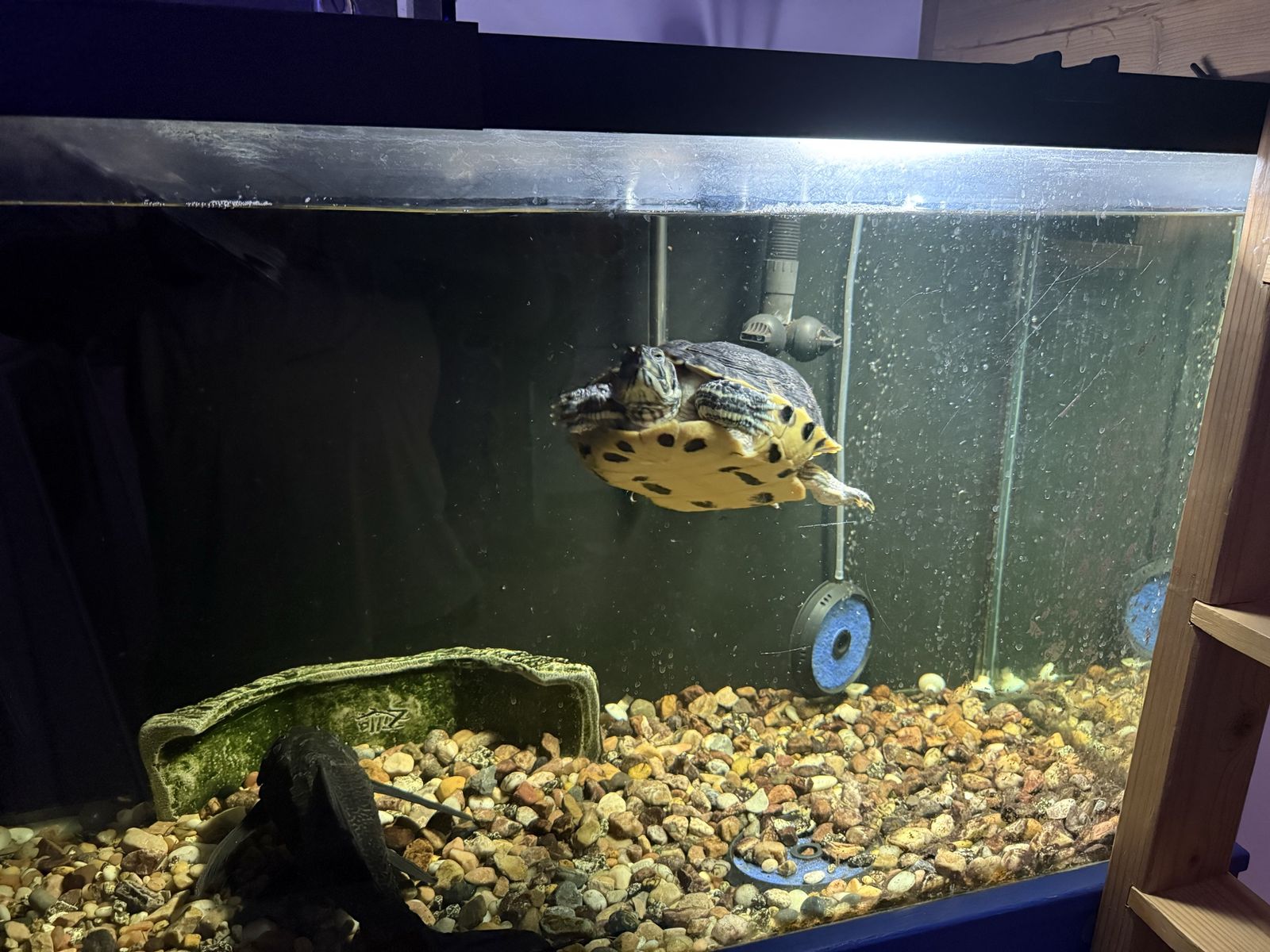 Yellow Bellied Slider and plecostomus with fully equipped 90 gallon aquarium