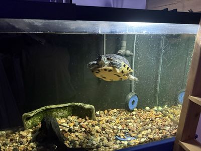 Yellow Bellied Slider and plecostomus with fully equipped 90 gallon aquarium