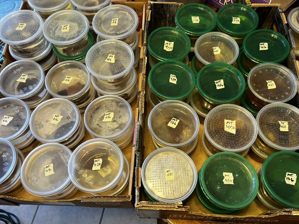 Tadpoles Mint Terribilis Dart Frogs