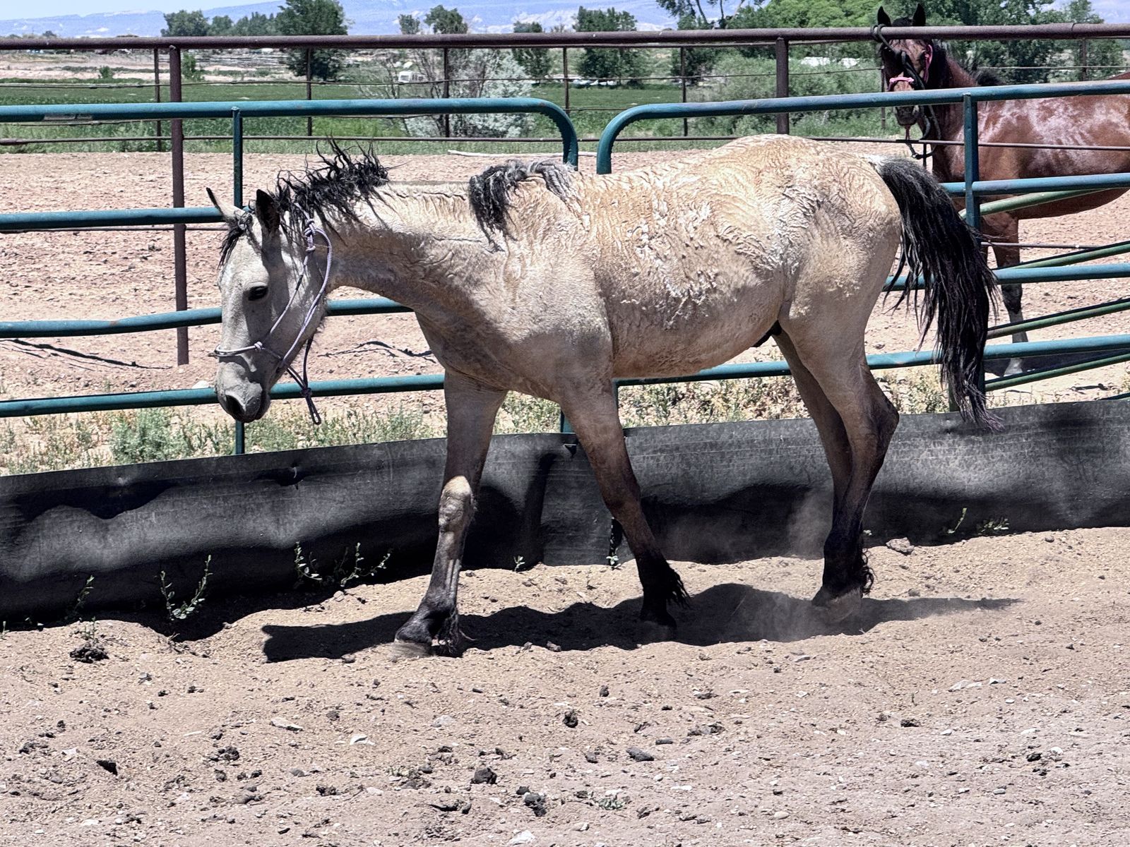 Curly draft colt