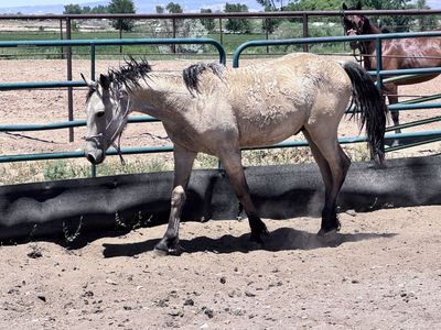 Curly draft colt
