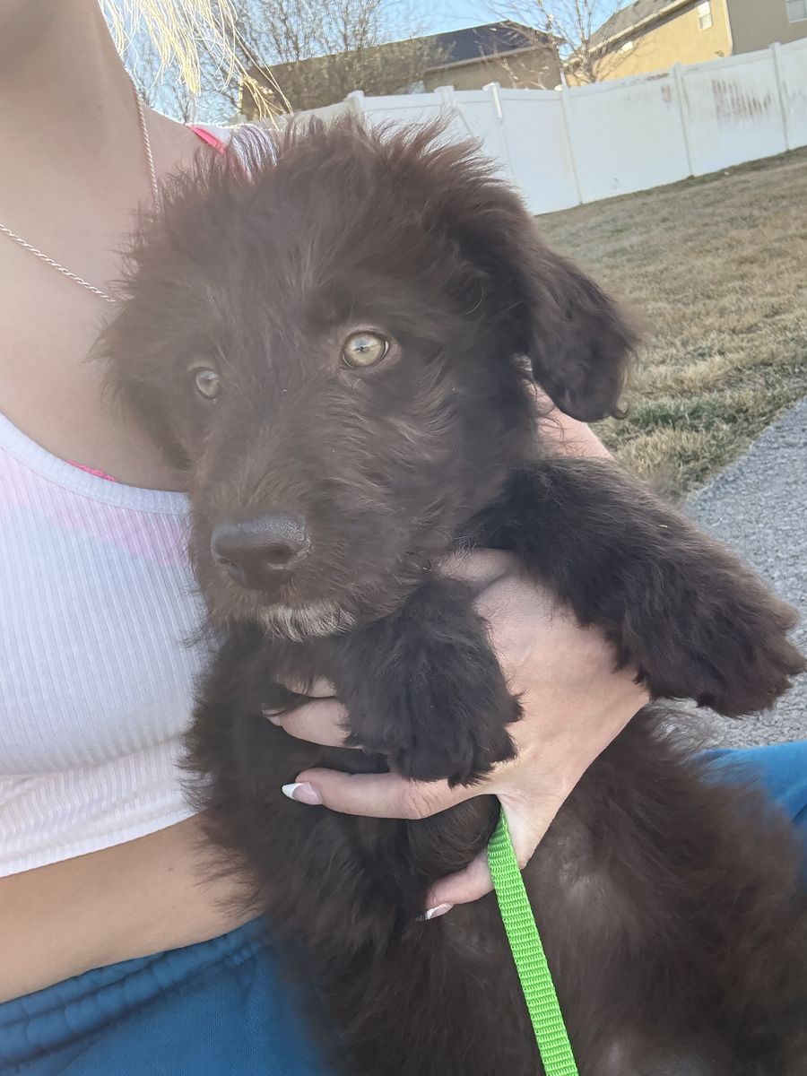 Asussie Doodle Puppy