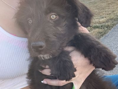 Asussie Doodle Puppy