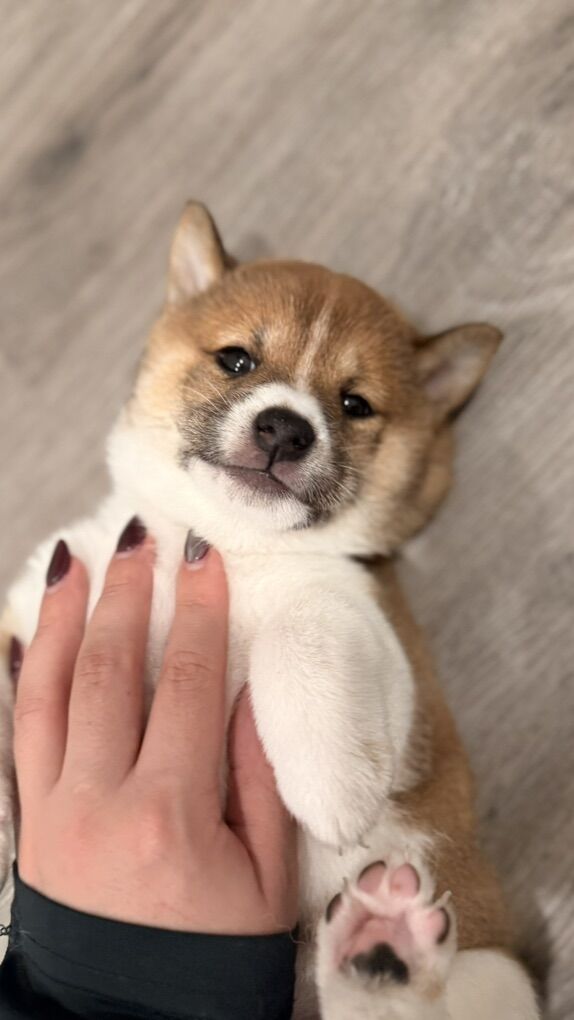 Shiba Inu