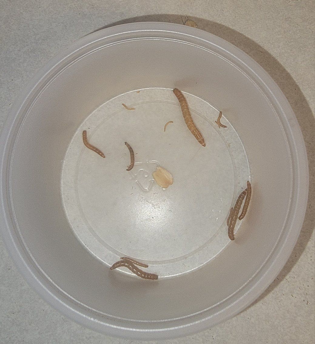 Small Live Mealworms