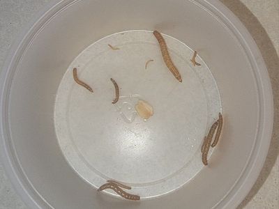 Small Live Mealworms