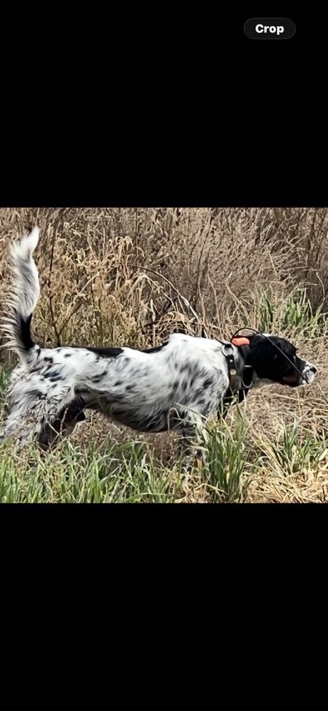 LLEWELLIN SETTER STUD