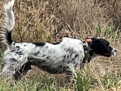 LLEWELLIN SETTER STUD