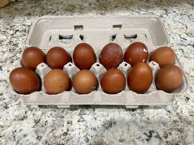 Black Copper Maran Hatching Eggs