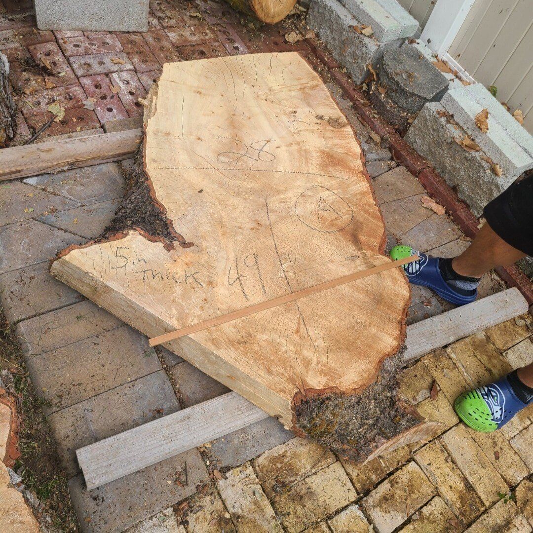 Live Edge Silver Maple Rounds, Pile 1 $10 Board Ft