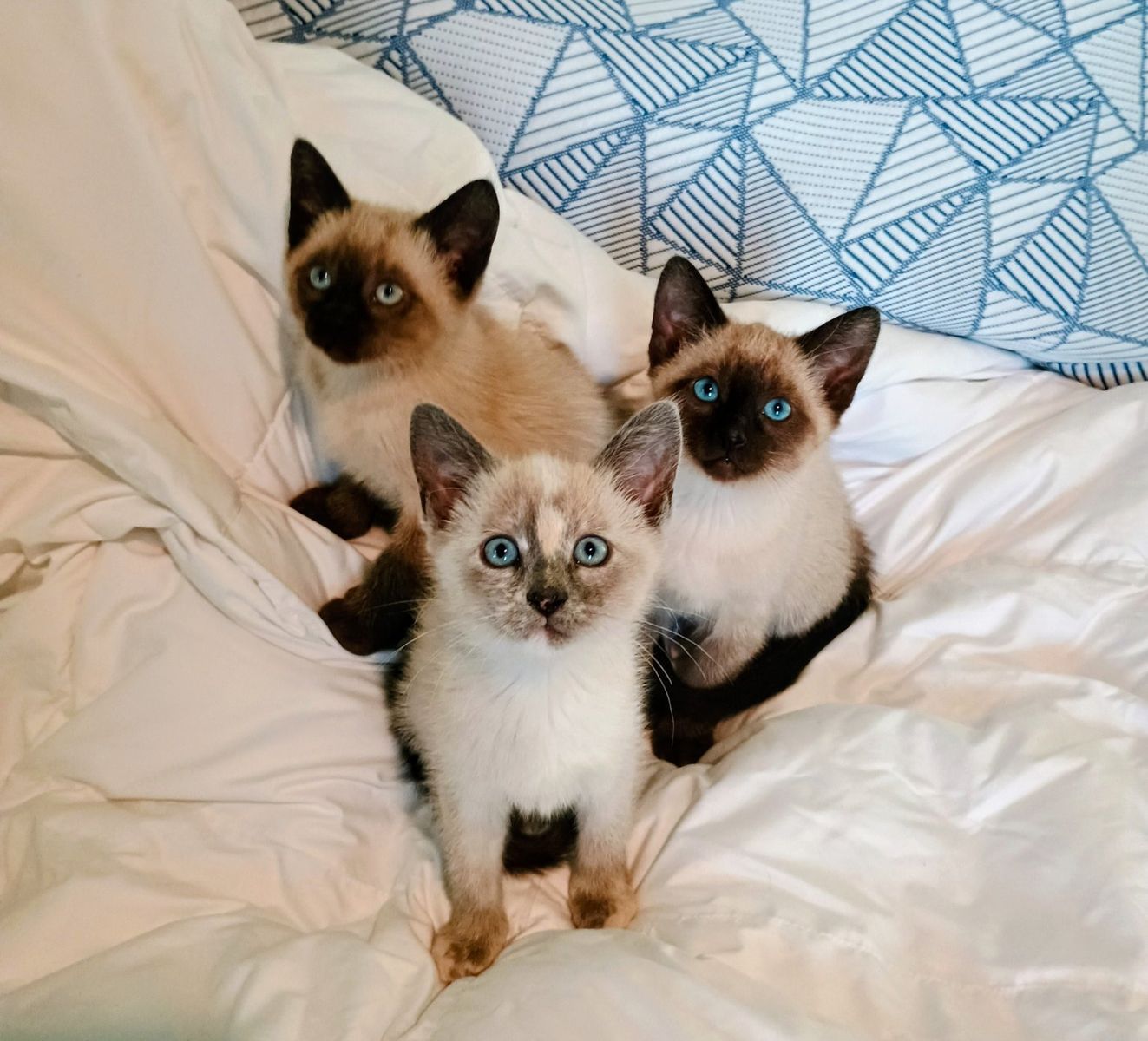 Beautiful Siamese Kittens
