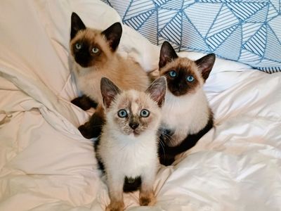 Beautiful Siamese Kittens