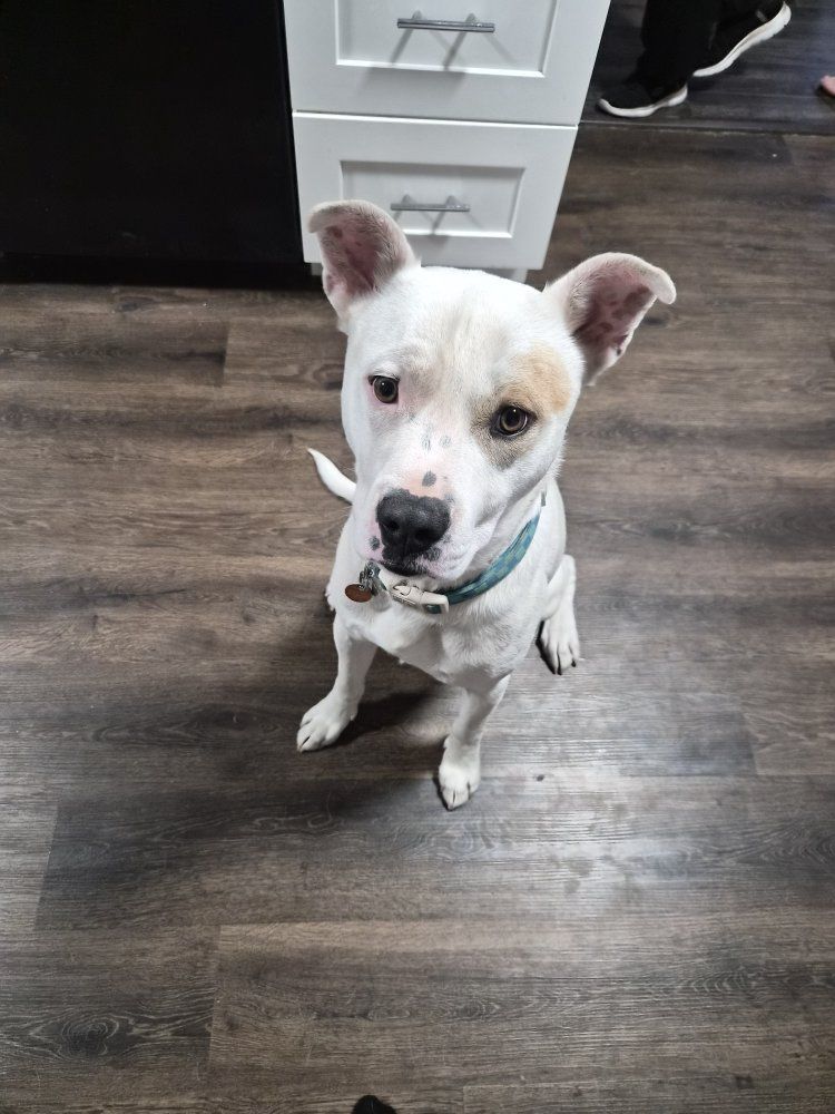Huskey/Pitbull mix