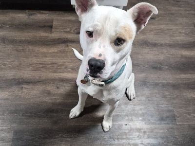 Huskey/Pitbull mix