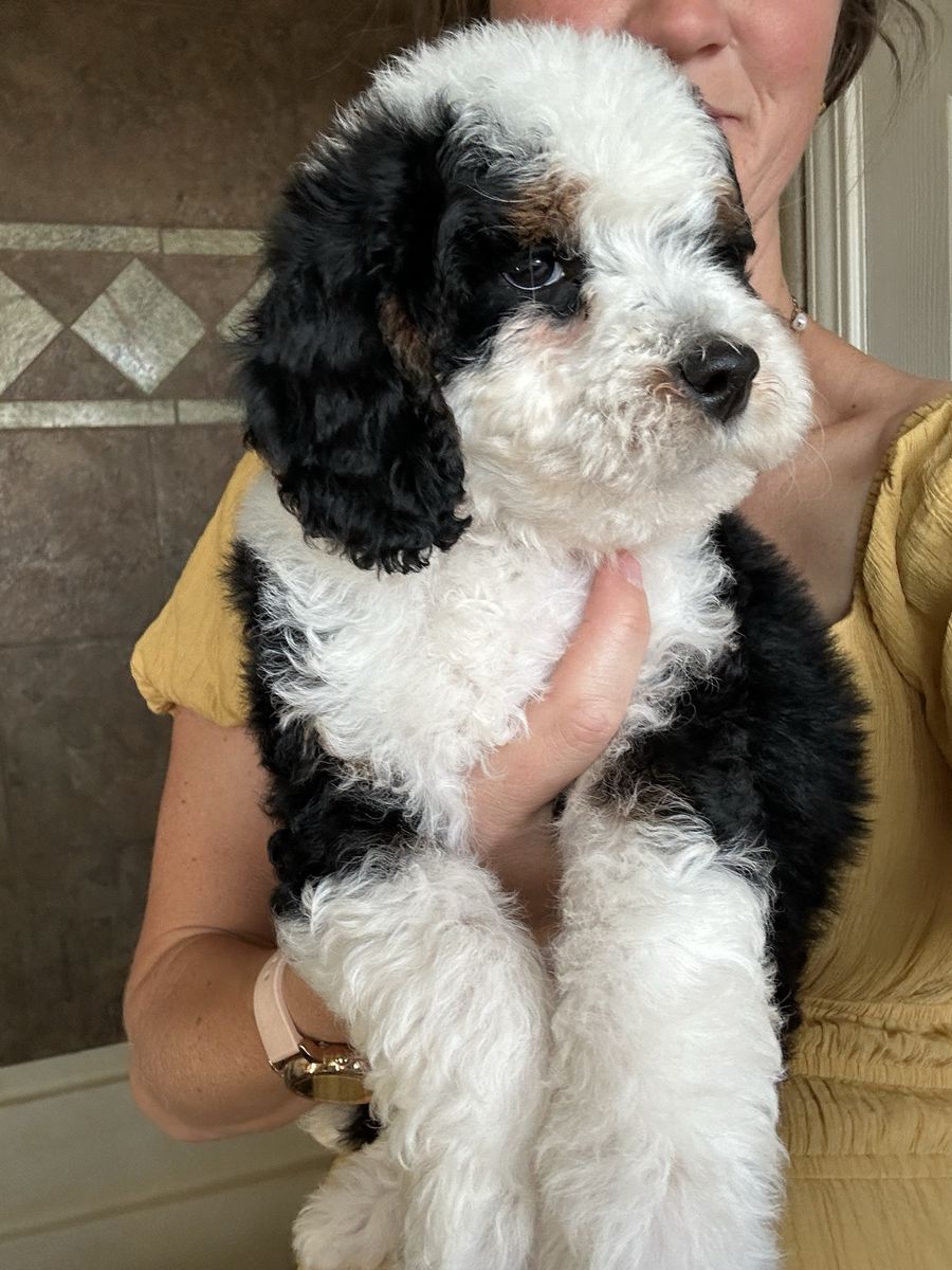 Mini Bernedoodle **REDUCED Price**