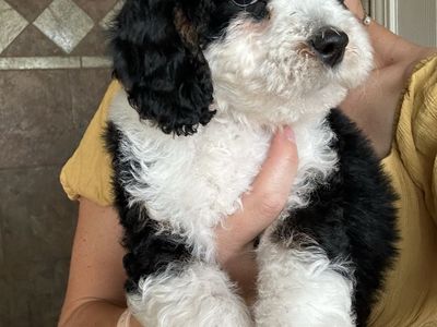 Mini Bernedoodle **REDUCED Price**