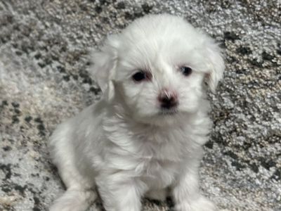 Teddy Bear Yorkiepoo Puppies Hypoallergenic
