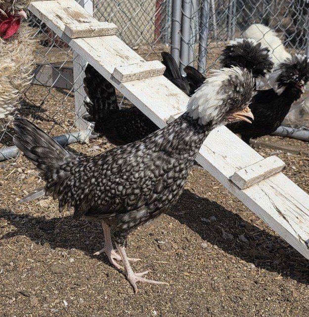 polish flock 