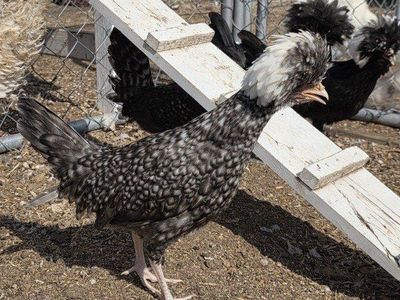polish flock