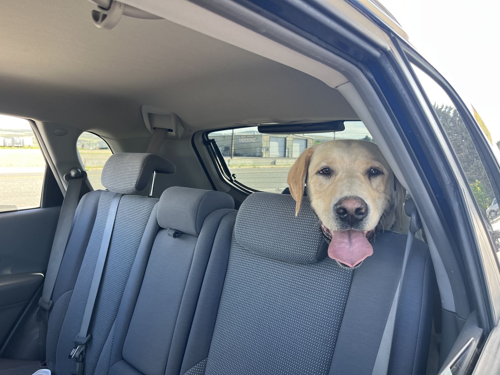 Yellow Lab